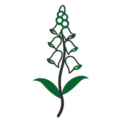 green plant isolated on white background