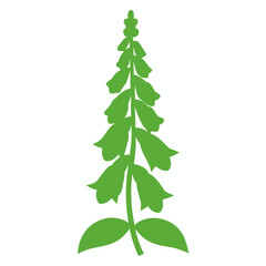 foxglove flower on white background