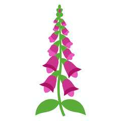 foxglove flower on white background