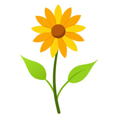 tickseed flower on white background