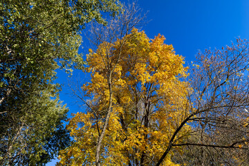 maple trees in the autumn season against the background of the blue sky in sunny weather, beautiful changes in nature during the autumn cold snap and a change in the color of trees