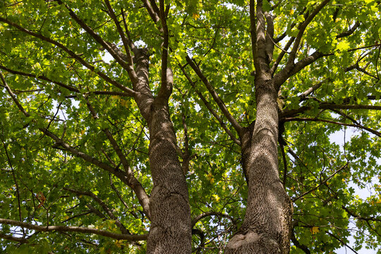 green foliage on deciduous trees in the park in the autumn season at the beginning of the fall, deciduous trees with foliage at the beginning of the autumn season, sunny warm weather