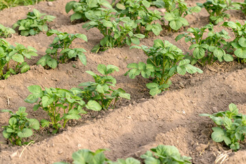 green potatoes growing in an agricultural field, dry summer weather with dry soil, the need for care