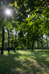 beautiful green bright foliage of maples in the park in sunny weather in the summer, a park with mixed deciduous trees and a large number of maples in summer warm weather in the sunlight