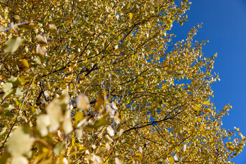 the foliage of the alder tree in the autumn in sunny weather, a deciduous tree with completely yellowed leaves during leaf fall