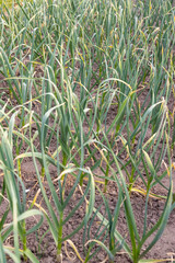 green garlic growing in an agricultural field, dry summer weather with dry soil, the need for care and watering of green garlic