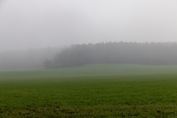 green winter wheat in the middle of autumn in cloudy weather with thick fog, agricultural field with green wheat sprouts in cloudy weather without bright sunlight