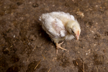 one chicken in a industrial enterprise in the field of poultry farming, fat young broiler chickens are fattened to ensure the meat industry