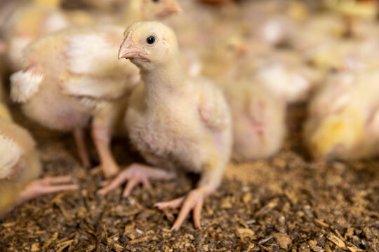 chickens in a large poultry farm, a large number of young yellow-downed chickens in a poultry farm, a breed of chicken broiler for poultry meat production
