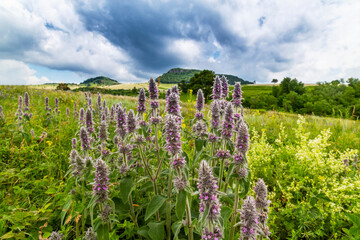 Beautiful mountain scenery with wavy wild grass fields in spring, in a wild area in Europe