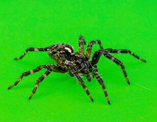 Obraz premium Close-up of a spider with striped legs and detailed body textures against a vibrant green backdrop