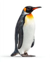 Fototapeta premium Majestic King Penguin Posing Gracefully, Isolated on a Pristine White Background