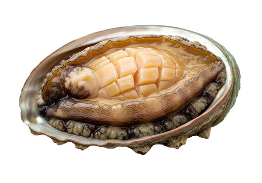 single fresh abalone isolated image