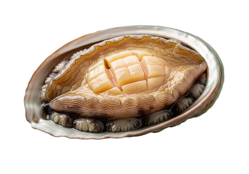 single fresh abalone isolated image
