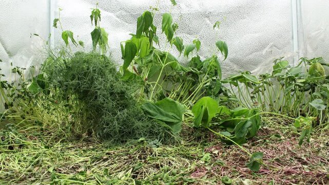 Super time lapse of microgreens like peas and beans withering after growing with other greens like broccoli, amaranth, radish, mug beans, kale, alfalfa, sun flowers, buckwheat in light tent