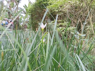 Close-Up of Green Grass Blades in Natural Garden Environment