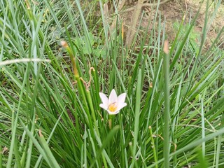 white rain lilies blooming in the garden