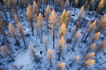 forest in winter