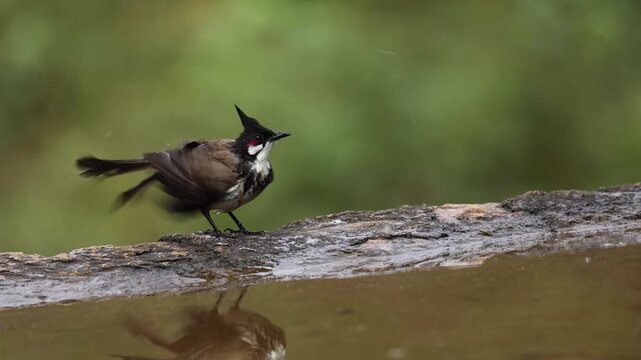 Most beautiful video of the bird Red-whiskered Bulbul enjoying its bath at water body at Coorg, Karnataka, India