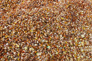 Background of old autumn leaves.