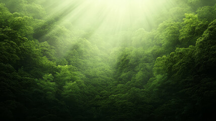 Lush green forest with morning mist and sun rays shining through dense foggy trees