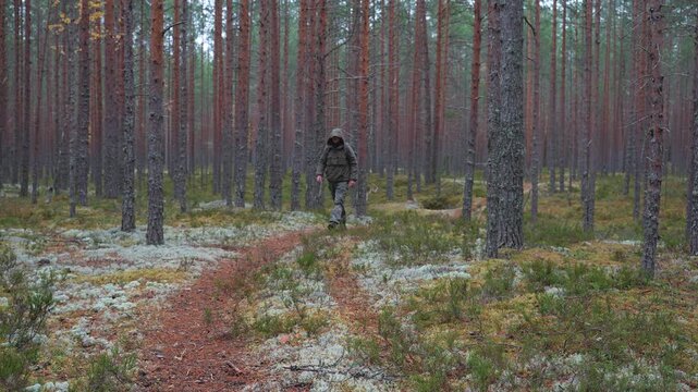 A special forces soldier walks along a forest path in a coniferous forest. A partisan with a backpack over his shoulder and a hood pulled up moves through the forest. Training scouts for survival in