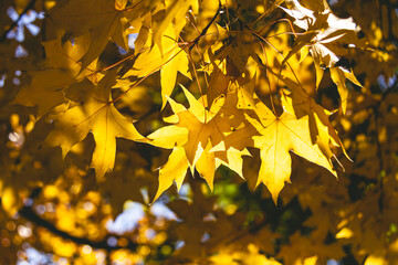 Golden Maple Leaves in Sunlight – Autumn Foliage Background