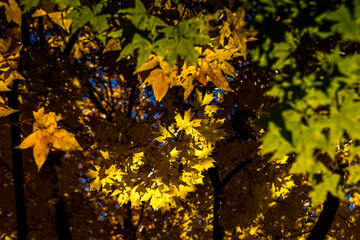 Golden Maple Leaves in Sunlight – Autumn Foliage Background