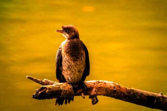 Oasi WWF di Marmirolo, Reggio Emilia, Emilia Romagna, italia.