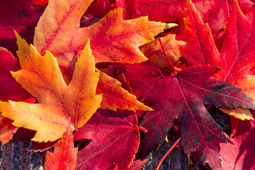 Vibrant Maple Leaves — Red, Orange and Yellow Fall Foliage Background