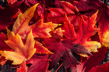 Vibrant Maple Leaves — Red, Orange and Yellow Fall Foliage Background