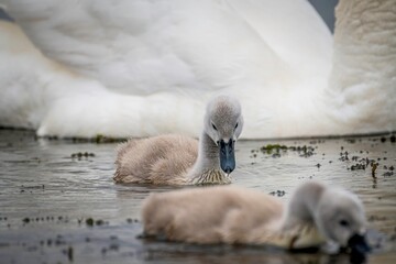 Fototapeta premium High resolution close up color image of a family of swans adult and young in a local pond during a cold winter day- Armenia