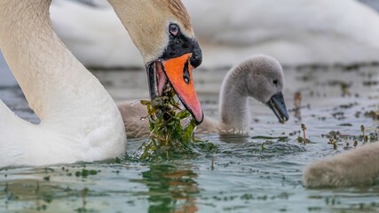 High resolution close up color image of a family of swans adult and young in a local pond during a...