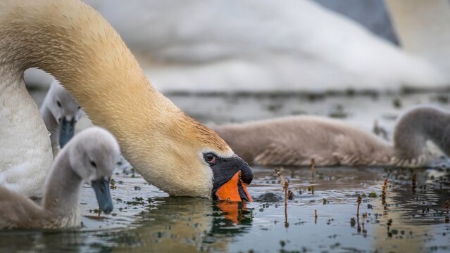 High resolution close up color image of a family of swans adult and young in a local pond during a cold winter day- Armenia
