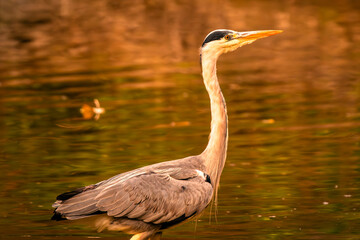 Oasi WWF di Marmirolo, Reggio Emilia, Emilia Romagna, italia.
