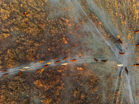 Livestock following a path looking from above down to the ground
