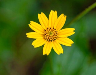 Obraz premium Close-up of a vibrant yellow flower with numerous petals against a blurred green background