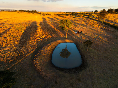 A rural scene of rolling golden hills with a small dam reflecting a tree in the foreground