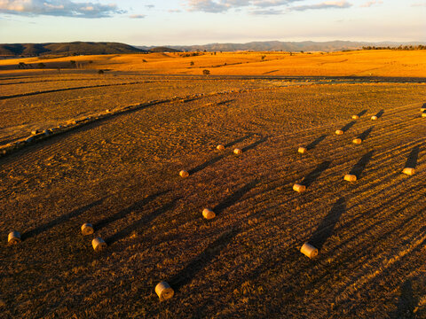 Rolls of hay bales sitting in the foreground of a golden brown coloured paddock