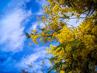Blossoming of Mimosa tree (Acacia Pycnantha), otherwise known as Golden Wattle on a cool late winter
