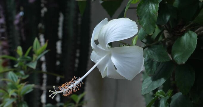 White Hibiscus Flower Blooming | Soft, Elegant Floral Closeup