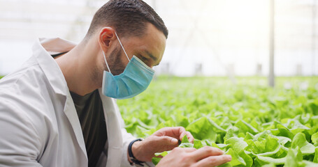 Fototapeta premium Man, scientist and vegetable inspection in greenhouse with face mask, space and agro research job. Person, ppe and quality control with gmo crops, check lettuce and leafy greens with sustainability