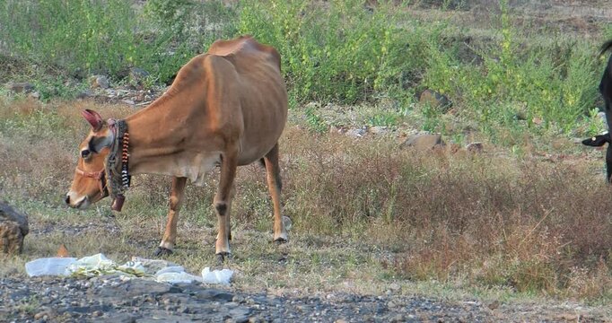 Traditional Indian Cow Feeding Scene in the Countryside