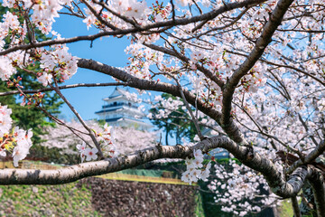 Pink cherry blossom of sakura tree by Shimabara castle in spring, Nagasaki
