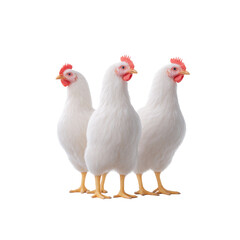 Fototapeta premium White chicken poultry hen bird farm livestock domestic animal standing trio grace calm clean background, bright feathers, soft light highlighting detail and form, quiet rural mood, minimal studio
