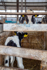 A newborn calf in a cage and its mother in the background at a dairy farm © Natalia