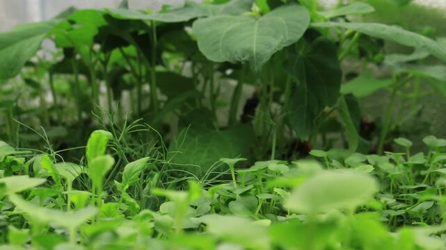 Time lapse and close up of green peas sprouts swaying its tendrils while growing between other microgreens like mug beans, broccoli, radish, kale, amaranth and other greens in light tent