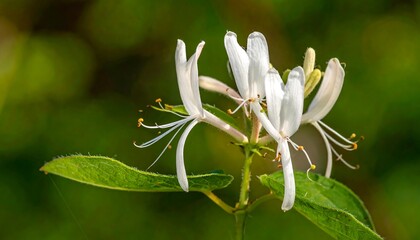 Obraz premium Close-up of delicate white blossoms with slender, elongated petals, contrasting with lush green foliage and a blurred background