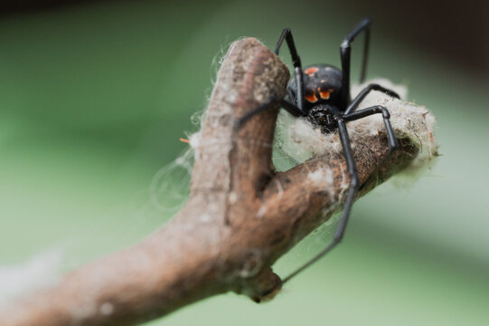 Australian redback Latrodectus hasselti