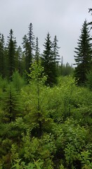 Fototapeta premium Verdant Forest Canopy - A Glimpse into Natures Embrace.